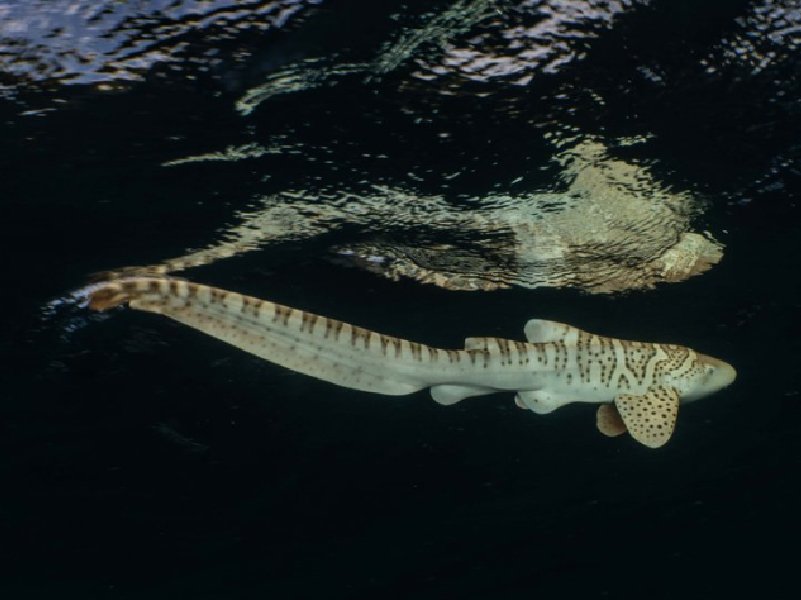 LEOPARD SHARK