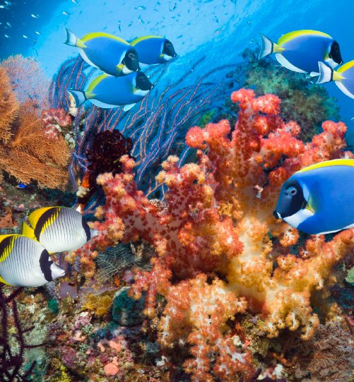 Raja Ampat galery