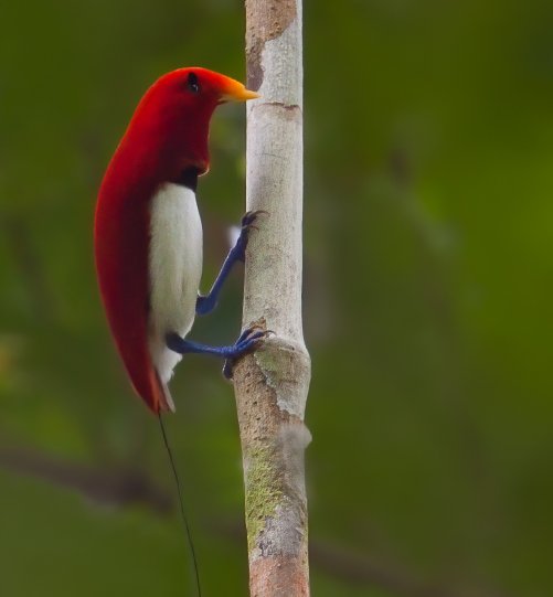 Biodiversity in Paradise