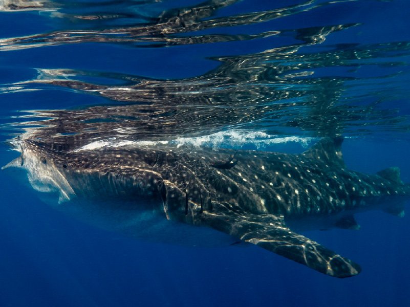 Biodiversity in Paradise