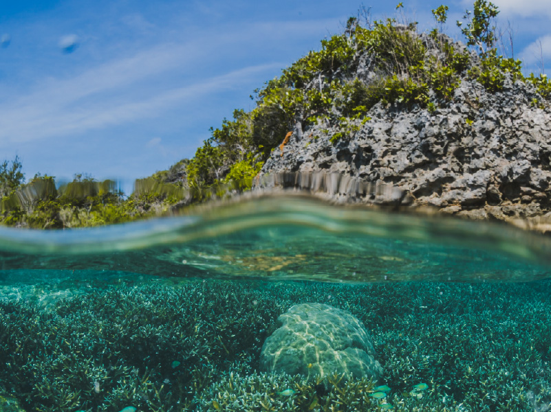 Biodiversity in Paradise