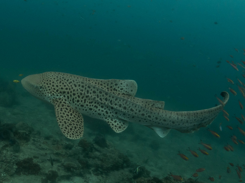 LEOPARD SHARKS IN RAJA AMPAT