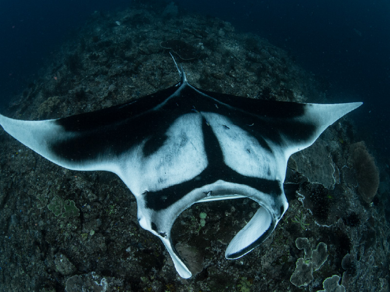 Giant Manta