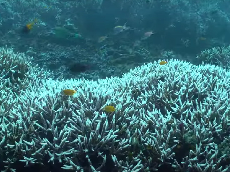 Raja Ampat Coral Bleaching